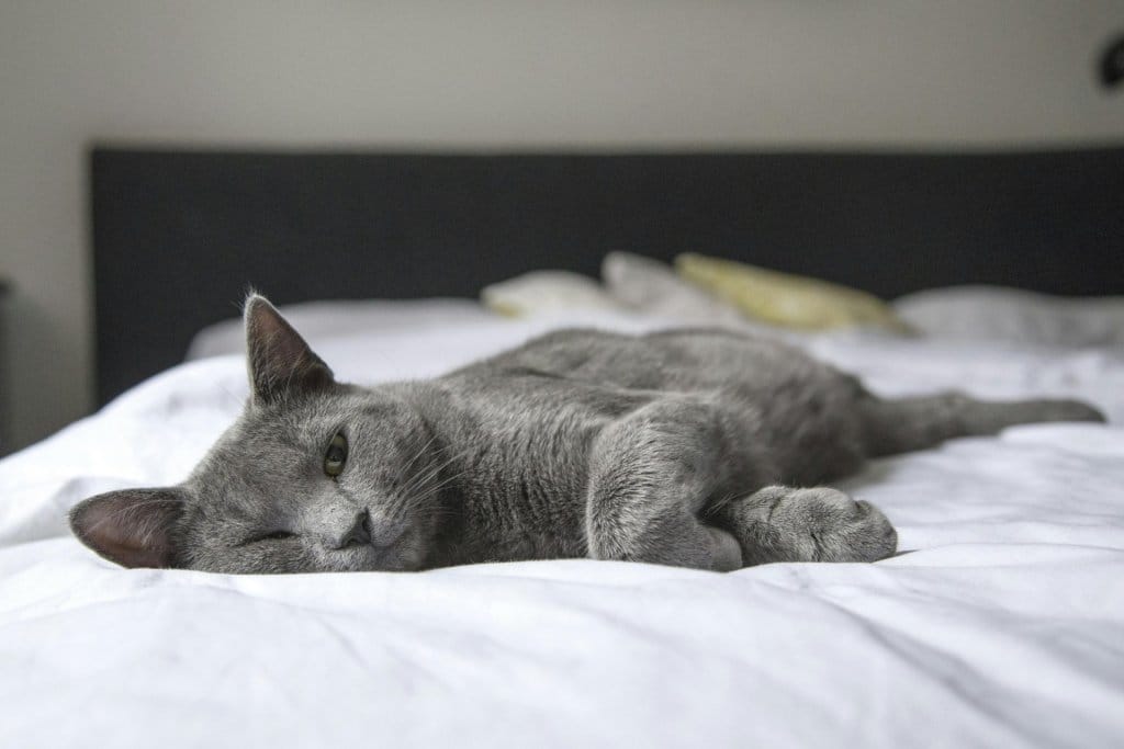 FOS and Your Cat