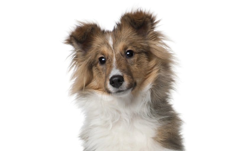 shutterstock_52553050-web.png