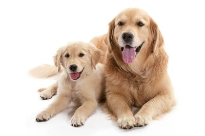 shutterstock_530051218-web.png