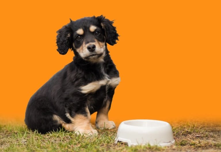 puppy with empty bowl