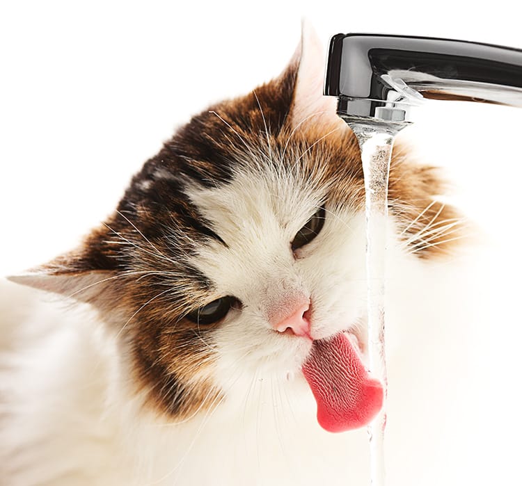 Hydration