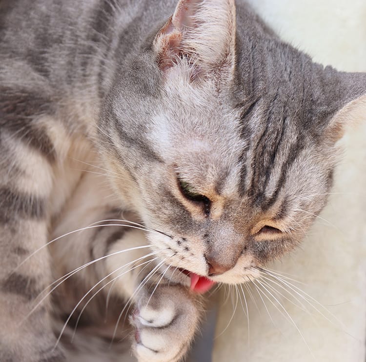 Cat Allergies