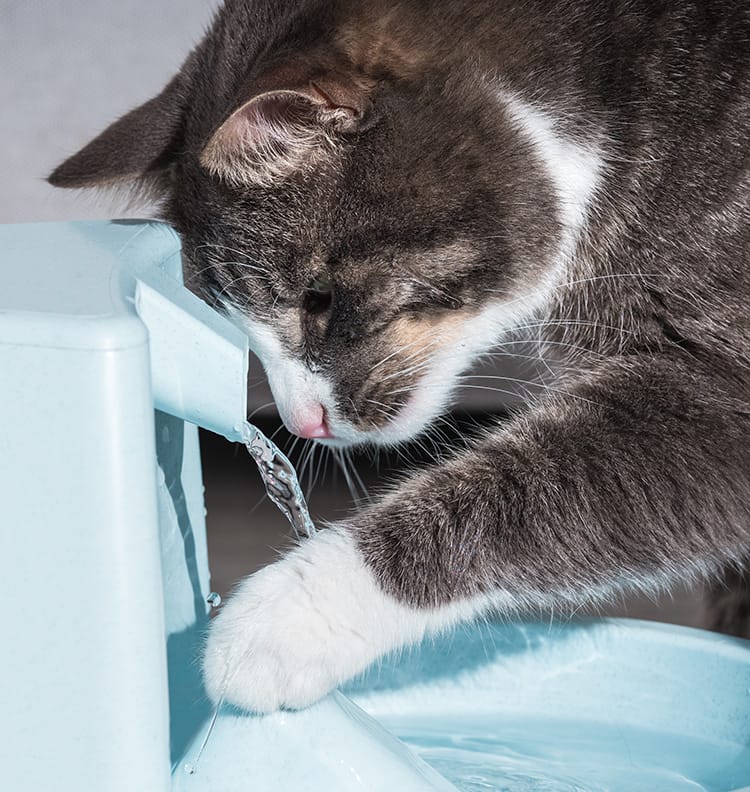 Your Pet’s Drinking Water
