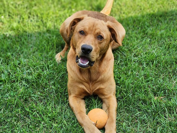 charlie-fetch-specialist