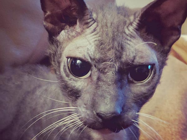 dobby-tail-end-developer