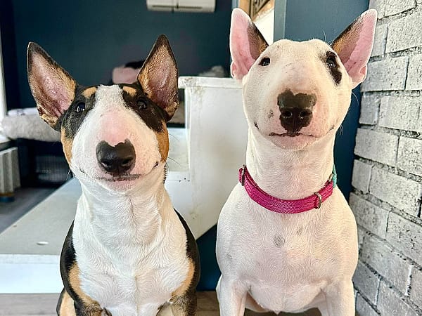 maisie-and-luna-barketing-managers