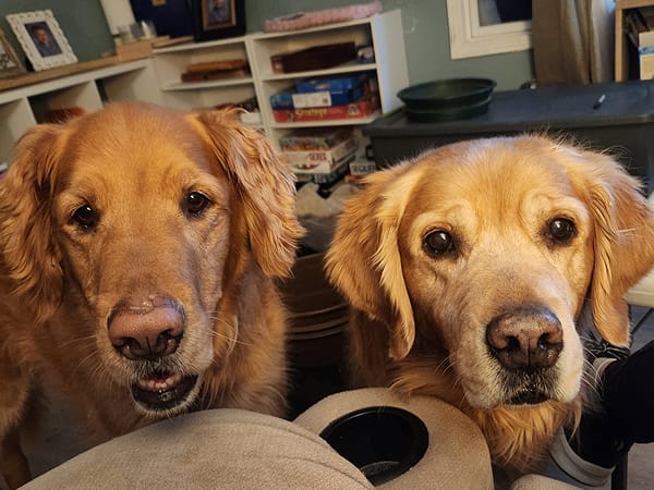 ollie-and-clyde-tail-wagging-technicians
