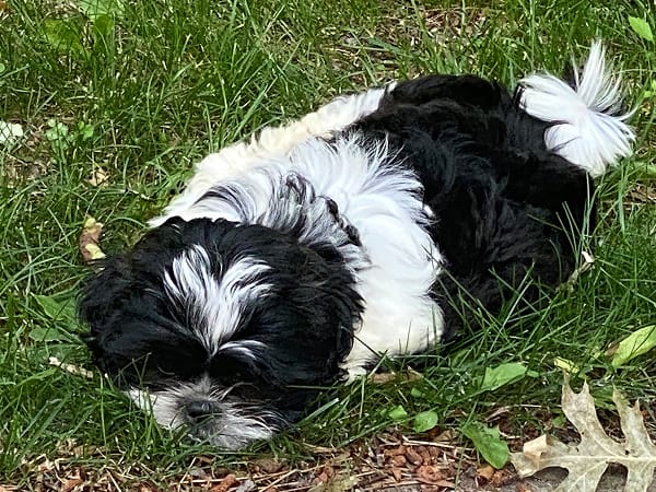 otis-bark-and-order-specialist