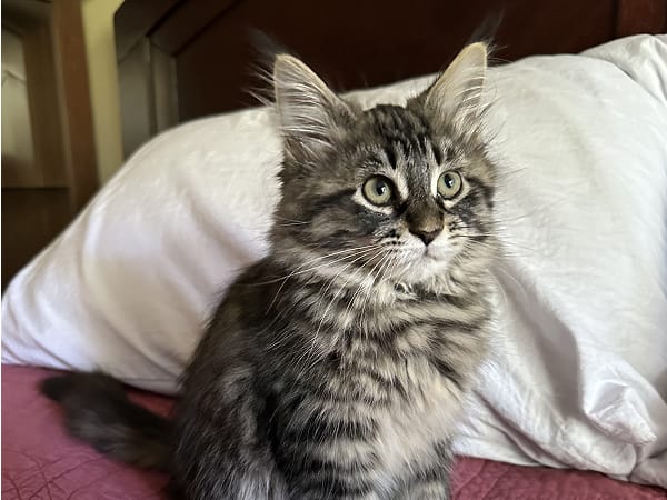 thomas-furrnancial-analyst