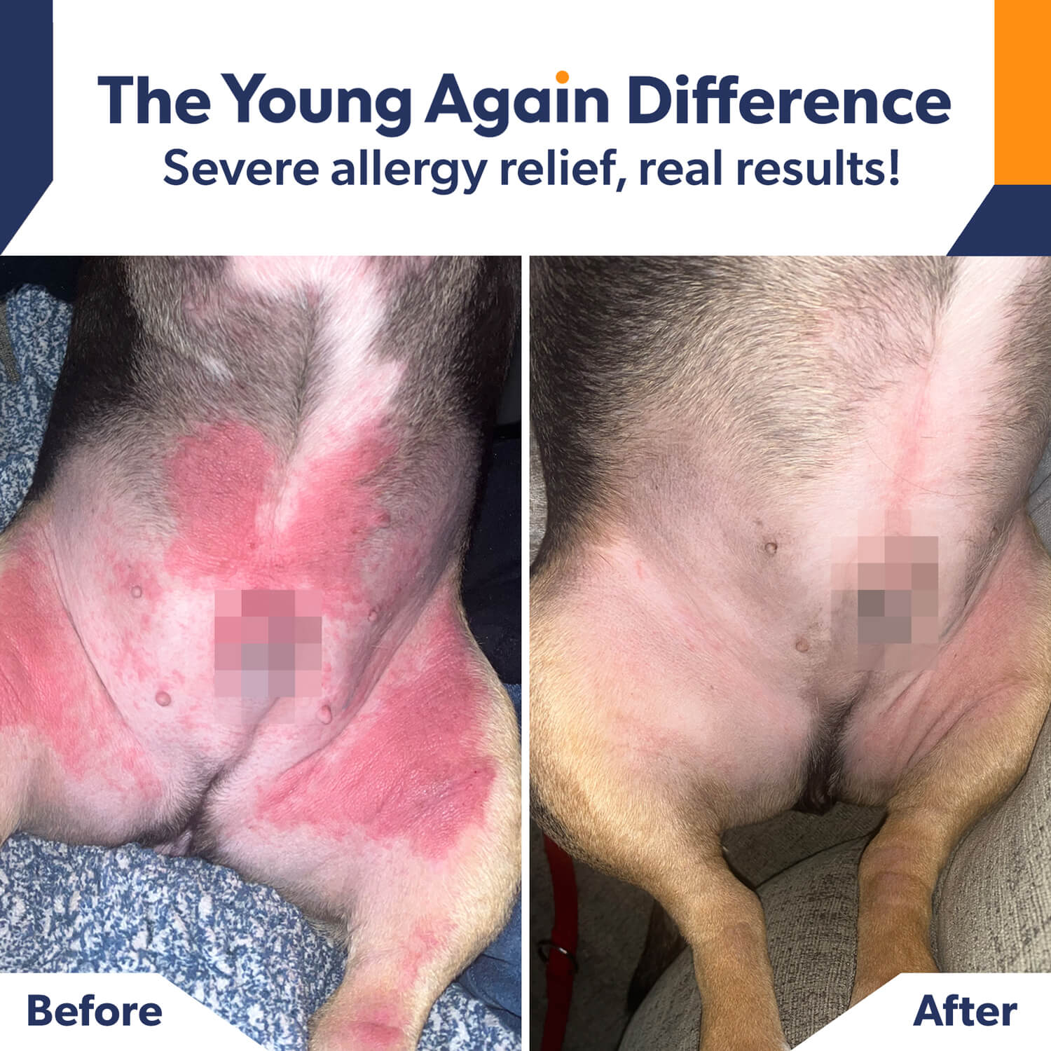 Young Again Pet Food Before and After Results - French Bulldog Skin Allergy Relief Transformation