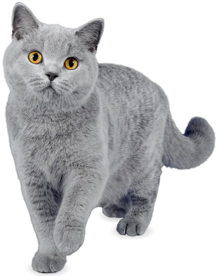 Grey British Shorthair cat, walking