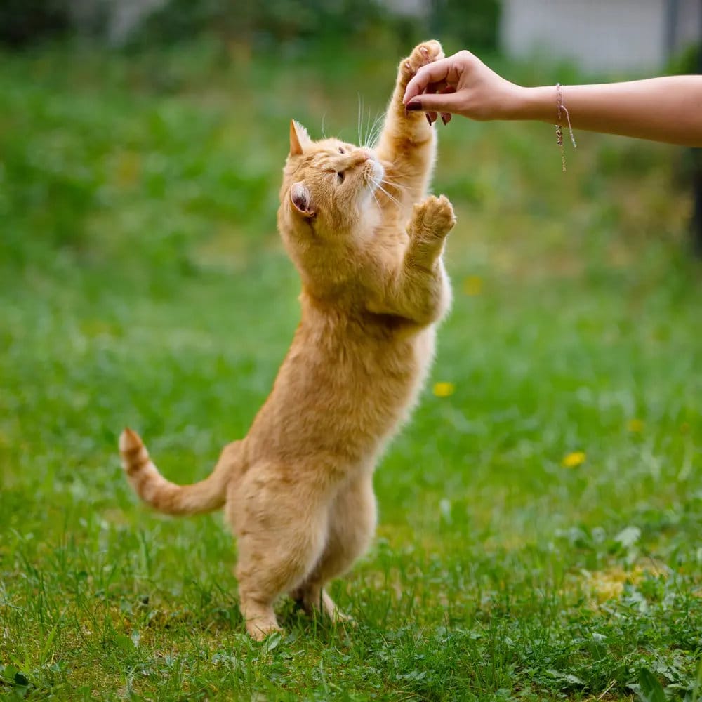 Playful orange cat, outside on a lawn, reaching up for a treat being held by a woman's hand